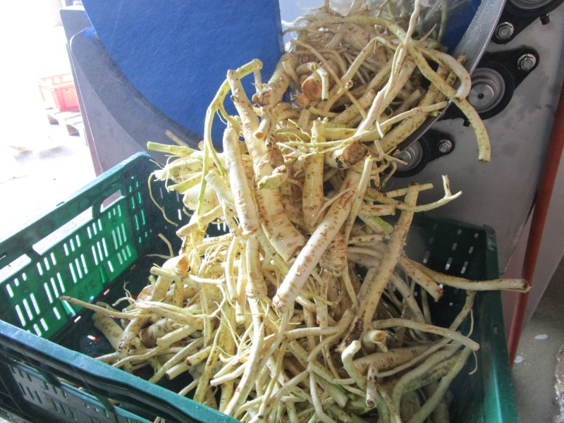 Bürstenwaschmaschine für Gemüse