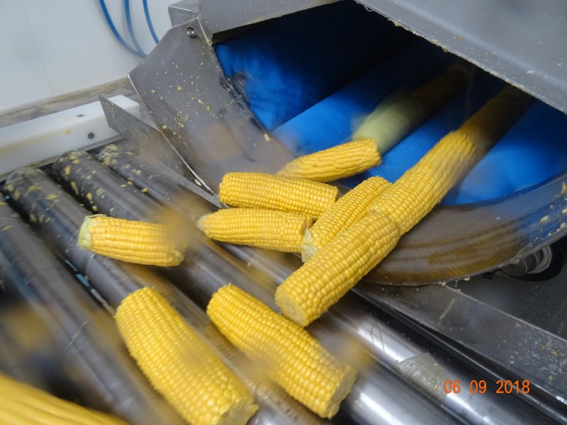 Maiswaschmaschine mit Mais
